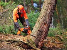 How Our Tree Care Process Works  in  Walnut Grove, GA