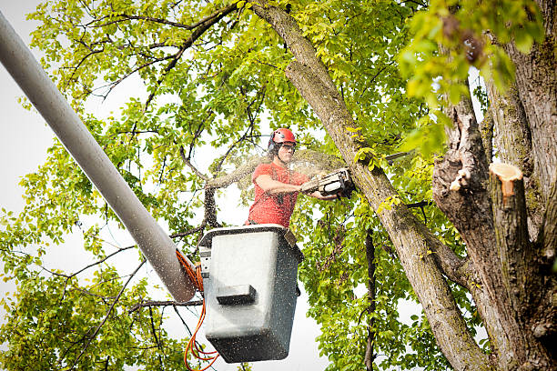 Trusted Walnut Grove, GA Tree Services Experts